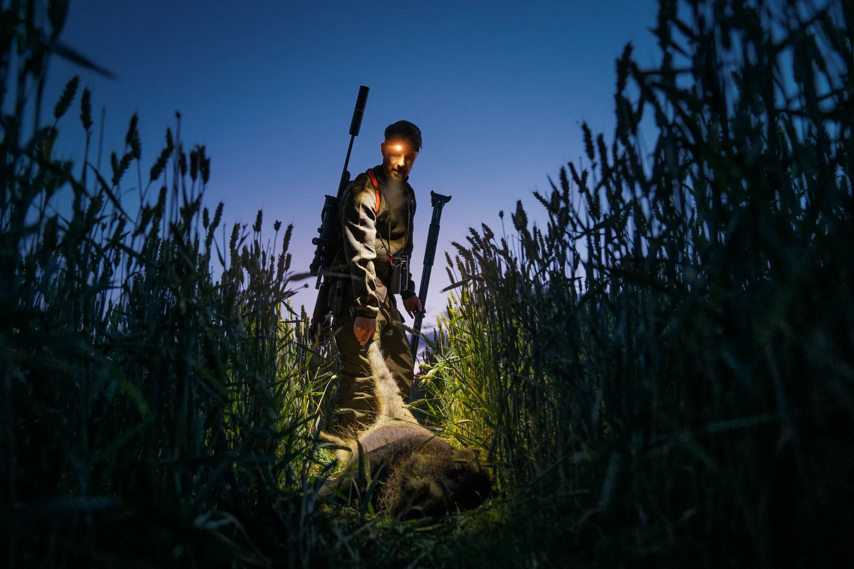 Man med Härkila Wildboar Pro Move Trousers som drar ett skjutet vildsvin
