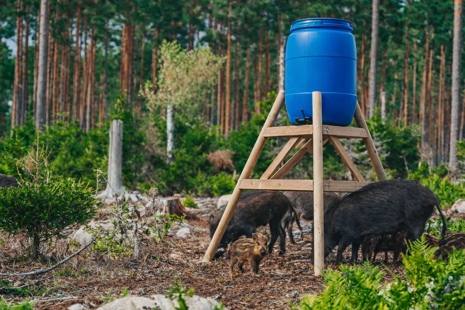 Åtel – så bygger du en fungerande åtelplats steg för steg