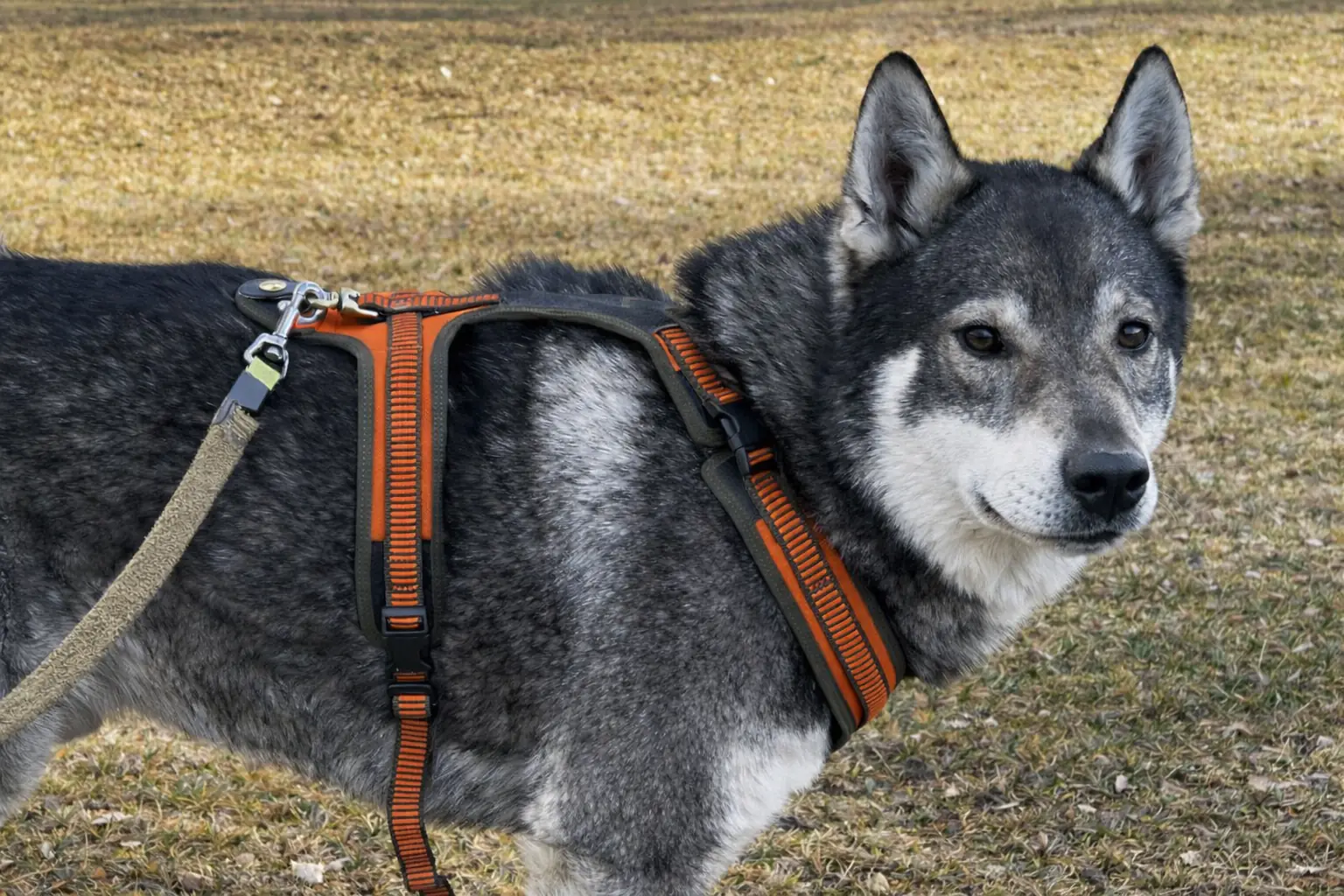 Jakthund med sele i naturmiljö – stabil och bekväm utrustning för aktiv jakt och friluftsliv