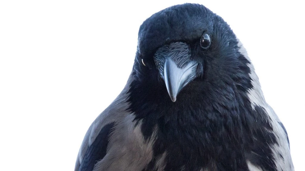 Kråkjakt över åtel – effektiv jakt från gömsle med hagel och kulvapen