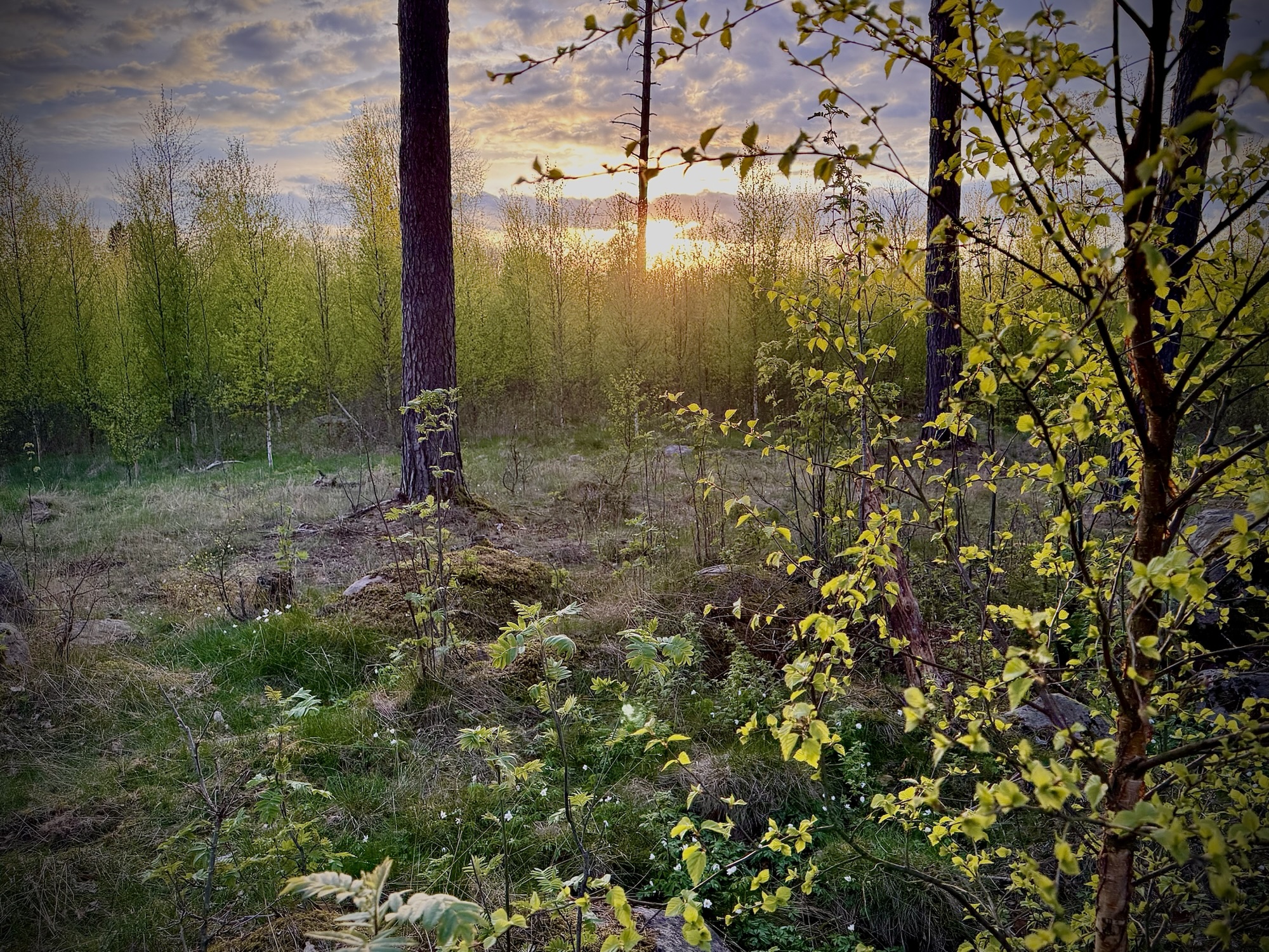 Solnedgång i skog i maj under vårjakt på råbock